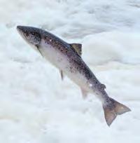 Wild Atlantic Salmon need your help. REPORT POACHING Right now, Atlantic salmon need full protection and anglers can be part of the solution.