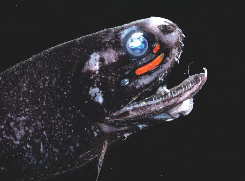 Dragonfish: E.