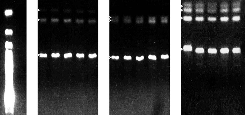 4 R. Sanabria et al. M K Strain SP Strain U Galba truncatula 90 130 120 130 80 90 120 380 400 300 Fig. 1. Restriction fragments of rdna ITS-1 segment from each snail population treated with endonuclease HpyF3 I.