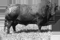 'n Bespreking van 25 van die 70 Bulle wat op 17 April 2013 aangebied word: LOT 4: AG07-434 and muzzle. From his mother we sold a bull to Leon Meyer from Westonaria.