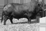 The other most important attributes that this bull will bring to the table is easy fleshing, moderate frame and easy keeping animals. We keep one semen share of this bull.
