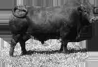 The sire of this bull is AG07-457 which did very well for us. He was sold in 2011 to the Ralfe family near Wasbank in Kwazulu Natal.