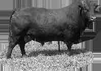 related to this bull's maternal lines were sold to Wilco Klingenberg from Luneburg, Phillip and Nico Tromp from Potchefstroom, Neil Harvey and Pieter Pistorius from Botswana, Toebie Potgieter from