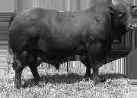 LOT 44: AG10-194 He is a son of WBB07-012 from Benjamin Bosch of Bothaville.