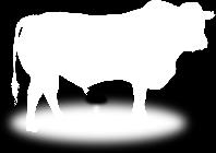 LOT 70: AG07-126 Die aanbieding koeie en kalwers, dragtige koeie en verse is van uitstaande gehalte en ons ondervinding en die van ons kopers is dat AG-koeie in ander kuddes oor die algemeen goed