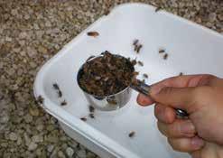 Although killing bees may seem difficult you will need to sample a large enough number of adult bees to detect a recent or low level mite infestation.