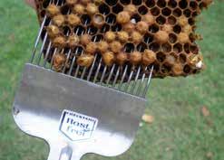 Brood Sampling How It Works When colonies are producing large amounts of brood, especially drones, approximately 80% of varroa will be found within the capped brood cells.