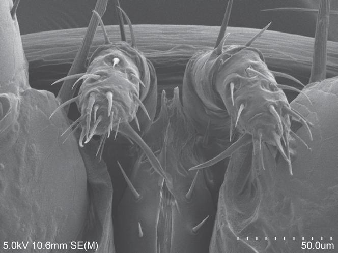 movements into their territories. Dorsal shield of the female mite is oval, flattened, and strong. It is surrounded a row of sharp spines.