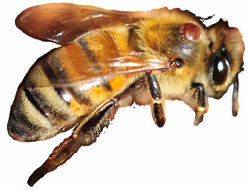 What We Know So Far: Facts: Impacts: Varroa mites transmit many viruses. Some are more dangerous than others. DWV, SBV, X and X are among the more important bee viruses.