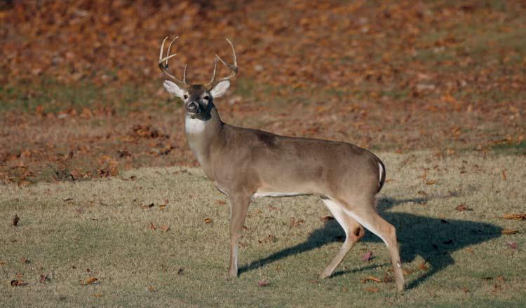 The 2007 Strategic White-tailed Deer Management Plan Mission Statement The mission of this document is to provide strategic direction that will result in quality recreational opportunities through
