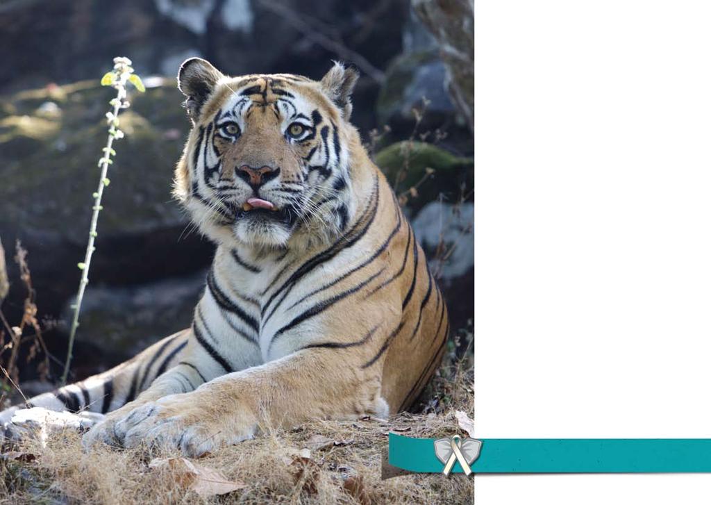Deadly Business Experts estimate that the demand for wildlife products such as tiger bone and elephant ivory is pushing some species to the brink of extinction.
