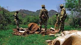 However, in 2009, more than 1,200 African elephant carcasses were discovered with the tusks removed, according to CITES MIKE system (Monitoring the Illegal Killing of Elephants).