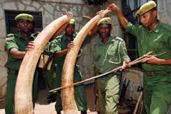 Trade Ban Enforcement IFAW has trained more than 1,000 customs and wildlife law enforcement officers