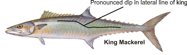 But the size limit on king mackerel is twice the length of Spanish, so you need to be able to
