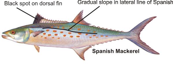 Both an adult Spanish mackerel and a juvenile king mackerel have gold spots on the body.