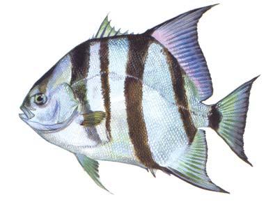 Habitat: Preferring warm water, Atlantic spadefish are found inshore during the summer, but move offshore in temperate areas during the winter.