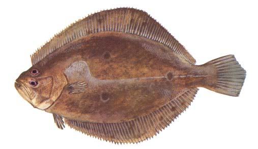 Sometimes confused with: summer flounder; southern flounder Habitat: Gulf flounder are found nearshore on rocky reefs and inshore, ranging into tidal creeks, on sandy or muddy bottoms.