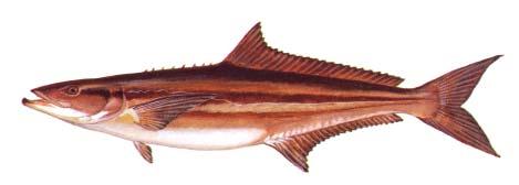 Cobia Rachycentron canadum AKA: ling, lemonfish Description: Cobias have elongated, torpedoshaped bodies with long depressed heads. The eyes are small and the snout is broad.