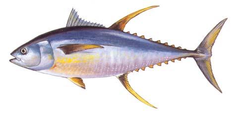 Caribbean. They cover enormous distances around the globe and all stocks mingle. Yellowfin tuna often school with other species of the same size.
