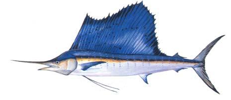 Sailfish Istiophorus platypterus Description: Sailfish are dark-blue along the upper half of the body fading to brownishblue on the sides to silver-white on the belly.