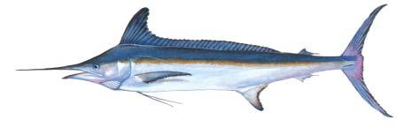 White marlin Tetrapturus albidus AKA: Atlantic white marlin Description: The body is dark blue to chocolate brown along the upper half shading to a silvery-white belly.