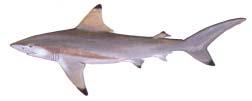 Sharks Rhizoprionodon terraenovae (Atlantic sharpnose) Carcharhinus limbatus (blacktip shark) Isurus oxyrinchus (shortfin mako) Mustelus canis (smooth dogfish) At least 73 species of sharks inhabit