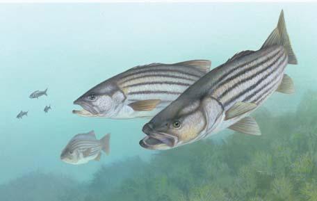 Protection Plan. While migratory as adults, striped bass return to their native freshwater rivers to spawn.