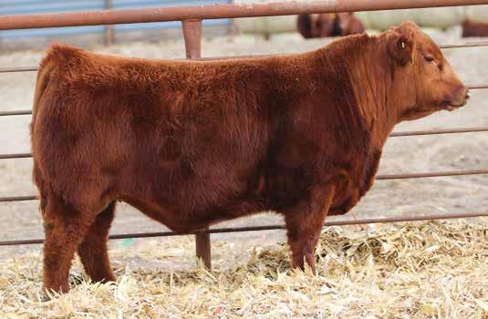 16 - This guys pedigree is stacked with maternal legends; Roosevelt, Grand Canyon, and Chateau. He brings added frame, added body and a super smooth package.
