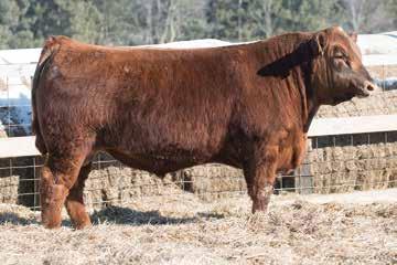 18 WEBR UP NORTH 658 DOB: 3/15/2016 RAAA: 3535754 Tattoo: 658 THE RED CONNECTION BULL SALE VGW NORTHERN CANYON 5109 WEBR UP NORTH 1133 GMRA VENICE 891 3SCC LINCE U157 3SCC BRANDY Y173 3SCC BRANDY U96