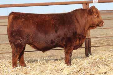 He comes out of a Lince daughter that proves herself every year. If you want to sell your steers by the pound and keep some soggy replacements with exceptional udders, here is your chance.