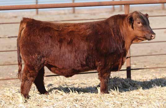 21 - These Kargo s keep ringing the bell on performance. This is our #1 YW bull in our offering. Posting ratios of 109 WW & 115 YW puts him in the top 2% and 4% of the breed.