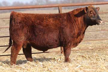 We are loving our Rolling Deep calves. We sold pick of our Champion Pen of Three Bulls at the NWSS and for $20,000 they chose the Rolling Deep son.