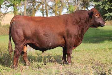 2 67 102 23 10 This big outlined, Firebolt son is one of the youngest in our offering but his performance will speak for itself. His mother is a long spined, good uddered, calf raising machine.
