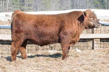 9 47 73 25 6 A dark red powerful bull that is extra-long sided and extremely well designed. Turn this bull out on heifers or cows and he will make some great replacement females.