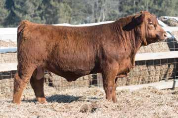 He is super complete in a good looking, shapely package. We really like our Fusion calves for their calving ease, depth of muscle and deep red color. We hope you do too.