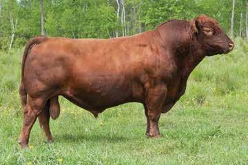 WW: 648 MEADO-WEST COMMADER 811U MEADO-WEST MY GIRL 033X Adj. YW: 1232 MEADO-WEST LAMAY 433P 74 47 3-1.1 49 70 21 9 Outcross pedigree in this rugged made bull.
