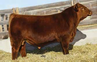 1 71 113 21 9 In all the year s we ve been breeding Red Angus cattle, never have we produced a bull that has created as much buzz and excitement as Reform.