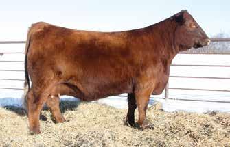 He is without question soggy-middled and flexible. Yet, visitors cannot get over how square, muscular, and bold in his forerib this young herdsire is.