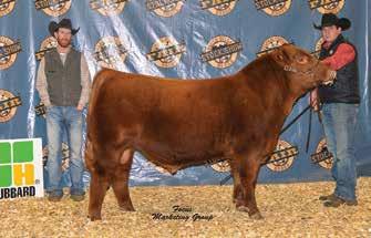 stout, powerfully made individual. His mother is a great Hamley daughter that won Denver in 2011 and was Reserve in 2010.