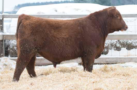 5 - When we purchased our herd bull Red Rainbow Transcendence we thought he would make a great impact on our herd and this bull is a prime example of the outcome we had hoped for.