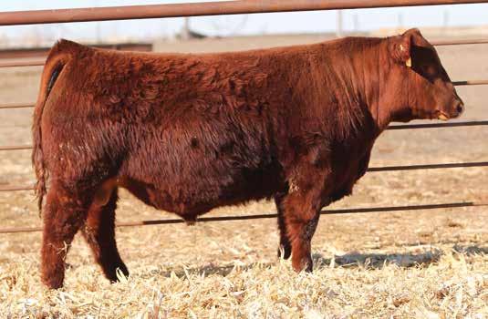 7 - This Kargo son has a lot to offer either the purebred or commercial cattleman. He is as stout and big bodied as they come. Modest BW, WW ratio of 106 and a YW ration of 112.