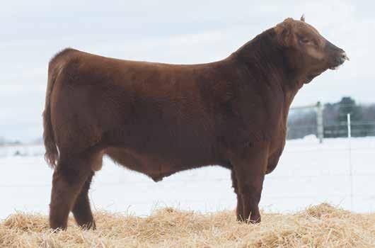 9 - A powerful son of Hamley. This bull made the trip to Denver this year with our Reserve Champion pen. His full brother was the lead bull in our pen and sold to Adolph Red Angus.