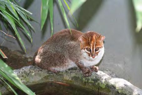 offered for sale: 2 Native to Malaysia: No Global Conservation Status