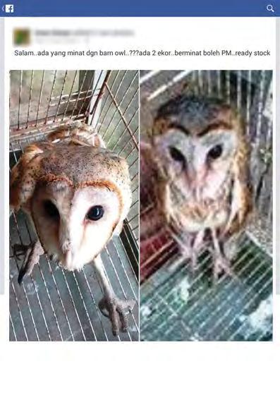 Historic and Present Status in Trade In Peninsular Malaysia, their emergence for the wild meat trade in large volume was reported in 2008 when PERHILITAN seized almost 900 owls (Anon, 2008; TRAFFIC