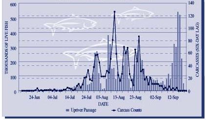 The 1988 Fishing Season Figure 2. Daily carcass counts at Mission (lagged by six days) vs. upriver passage estimates.