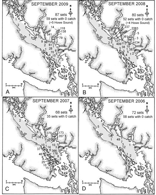 Figure 15. Observed sockeye salmon catches (in 3 minutes) in September trawl surveys for A) 29, B) 28, C) 27, D) 26.