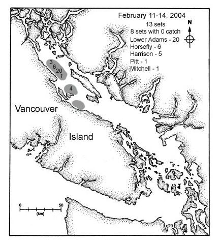 Figure 19. Location of trawl survey conducted from February 11-14, 24. The populations represented in the sample are shown in the upper right and are from the Fraser River watershed.