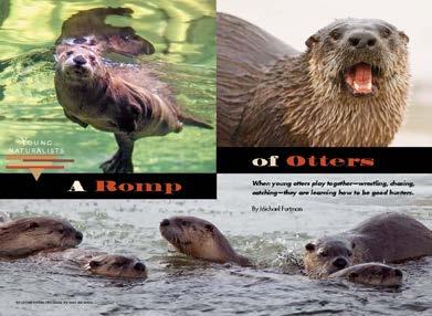 A Romp of Otters Study Questions Study and learn facts and ideas based on this Young Naturalists nonfiction story in Minnesota Conservation Volunteer, November December 2016, www.mndnr.