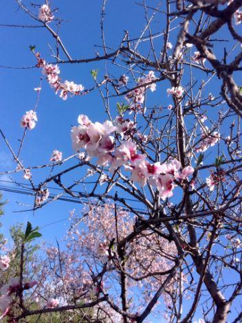 Tenerife Sur: Short Walks Under 10 km Santiago del Teide Almond Blossom Route Summary This delightful circular walk is especially beautiful when the almond trees are in flower during January and