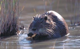 Aquarium Plant Turns Out to Be Worst Weed Activity 73 Introduced Species Nutria Hunting on State Marshes?